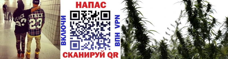 Купить где  Чита  Конопля план 