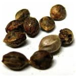 Семена марихуаны АК-47  (Seeds AK-47) в Чите